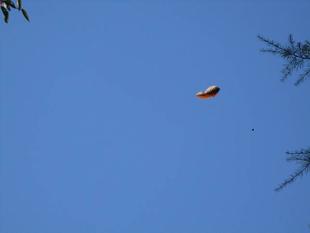 ✢落ちない落ち葉✢