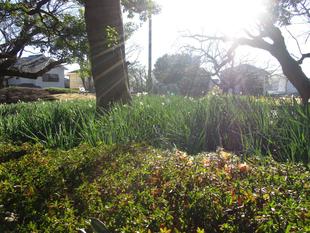 ❆❆冬晴れの山手公園❆