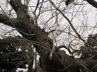 桜開花情報【2月26日号】