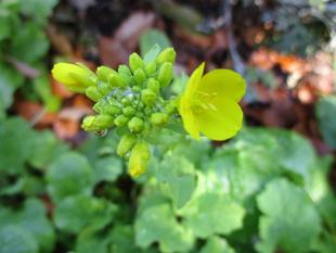 ✽✽　節分　✽✽