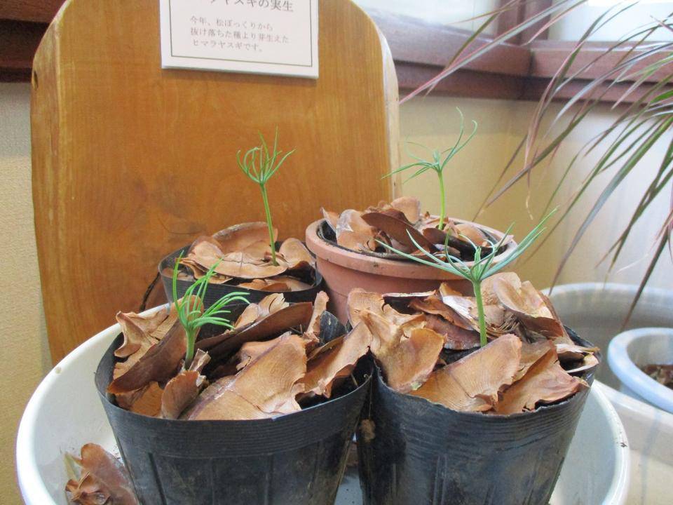 ✨テニス発祥記念館の人気もの✨の写真