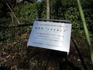 ❀❀山手公園のさくら❀