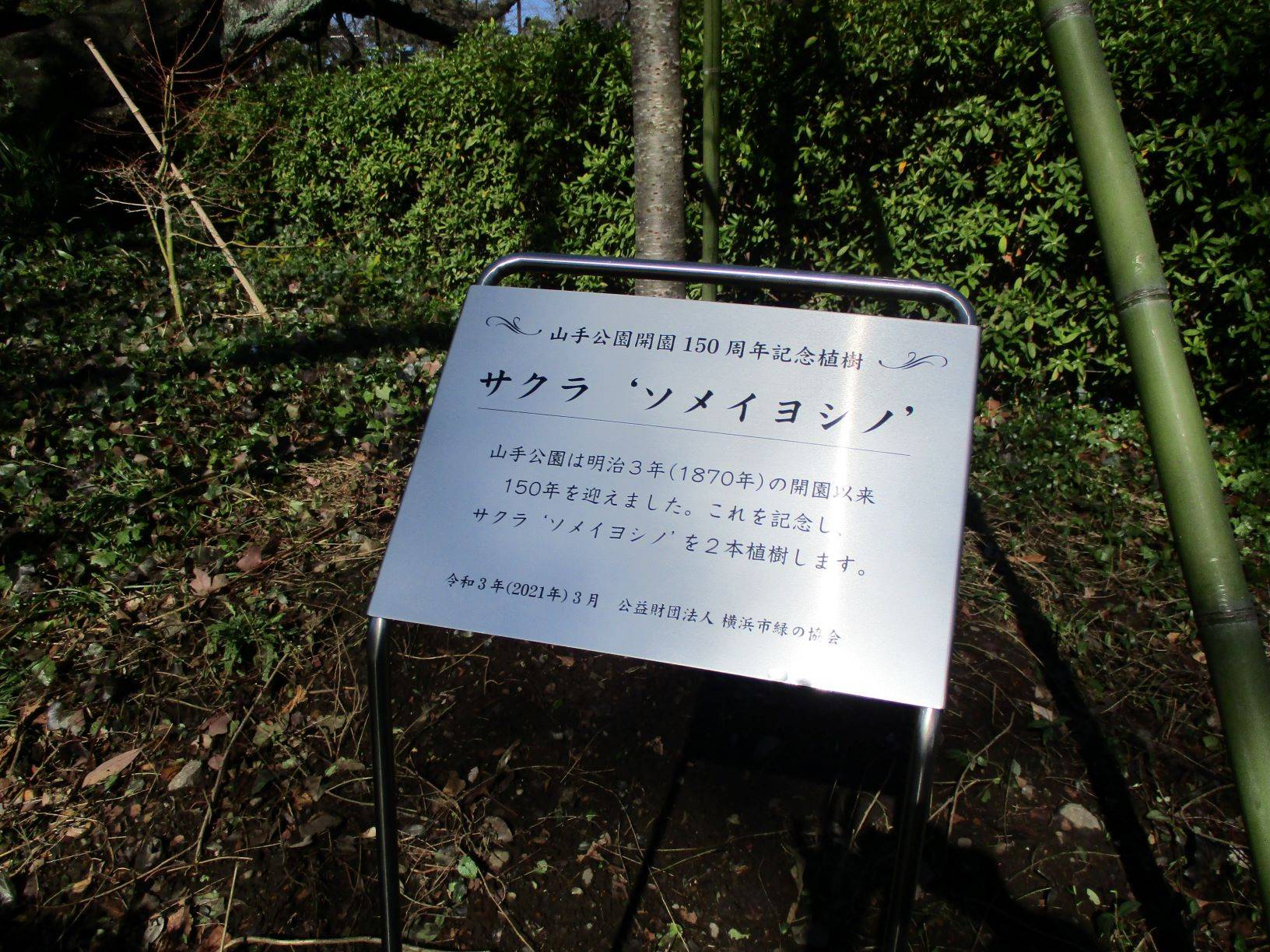 ❀❀山手公園のさくら❀の写真