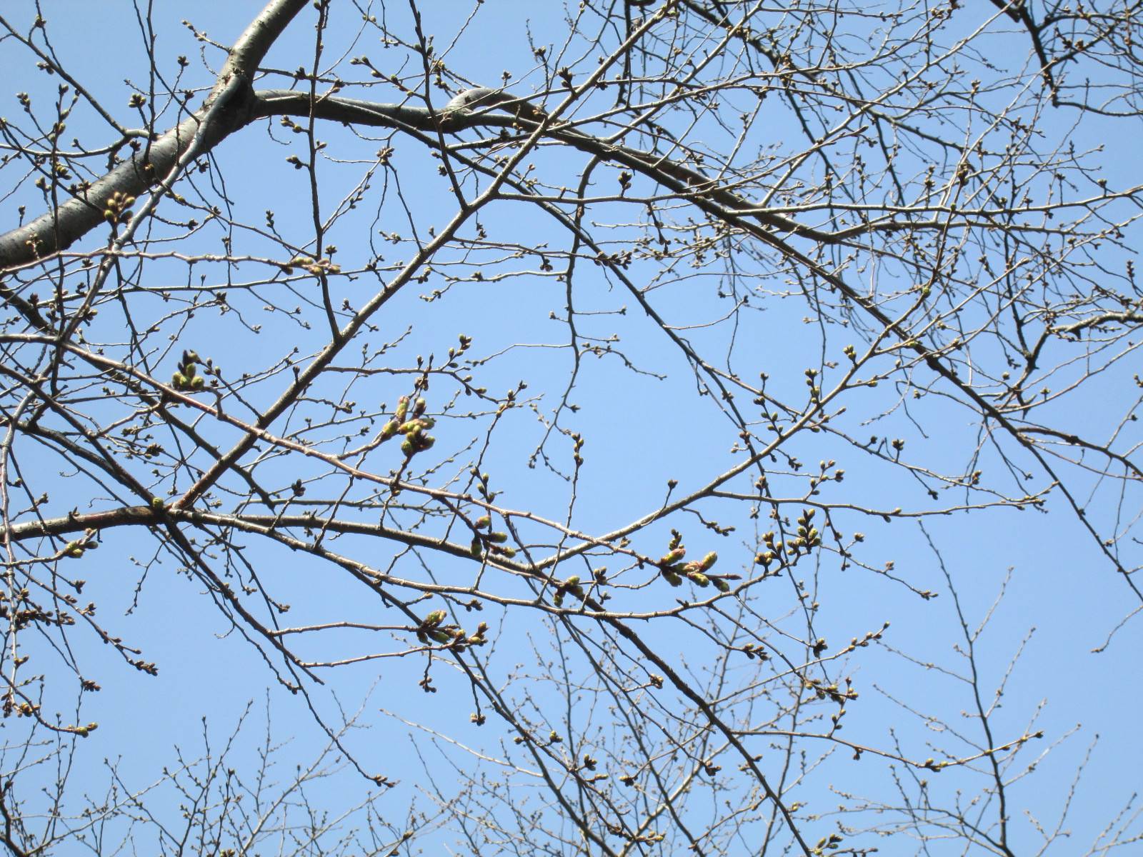 桜開花情報【3月11日号】の写真