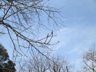 桜開花情報【3月9日号】