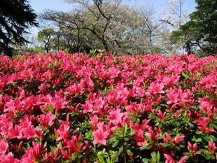 ❉山手公園 花吹雪の<桜>と満開の<サツキ>✽
