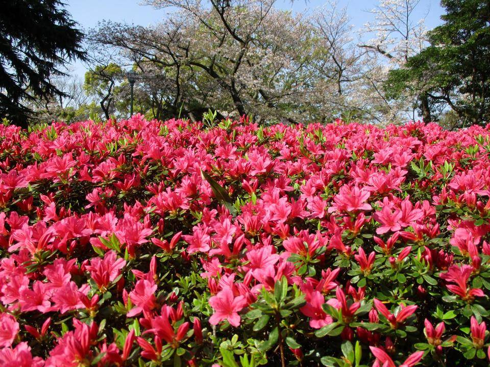 ❉山手公園 花吹雪の<桜>と満開の<サツキ>✽の写真