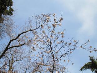 桜開花情報【3月19日号】
