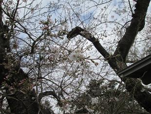 桜開花情報【3月22日号】