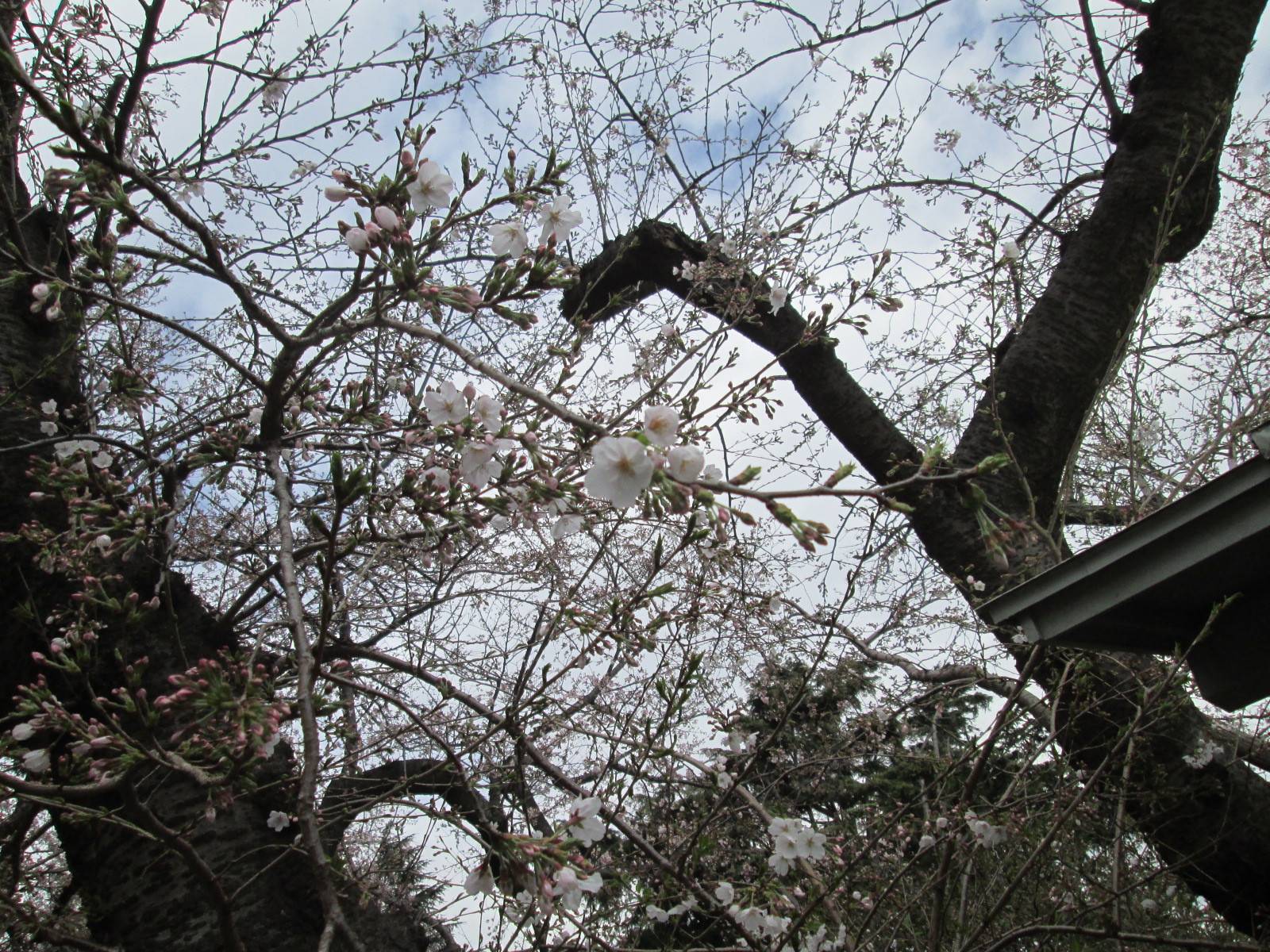 桜開花情報【3月22日号】の写真