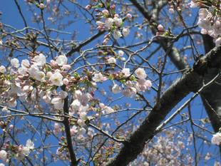 桜開花情報【3月23日号】