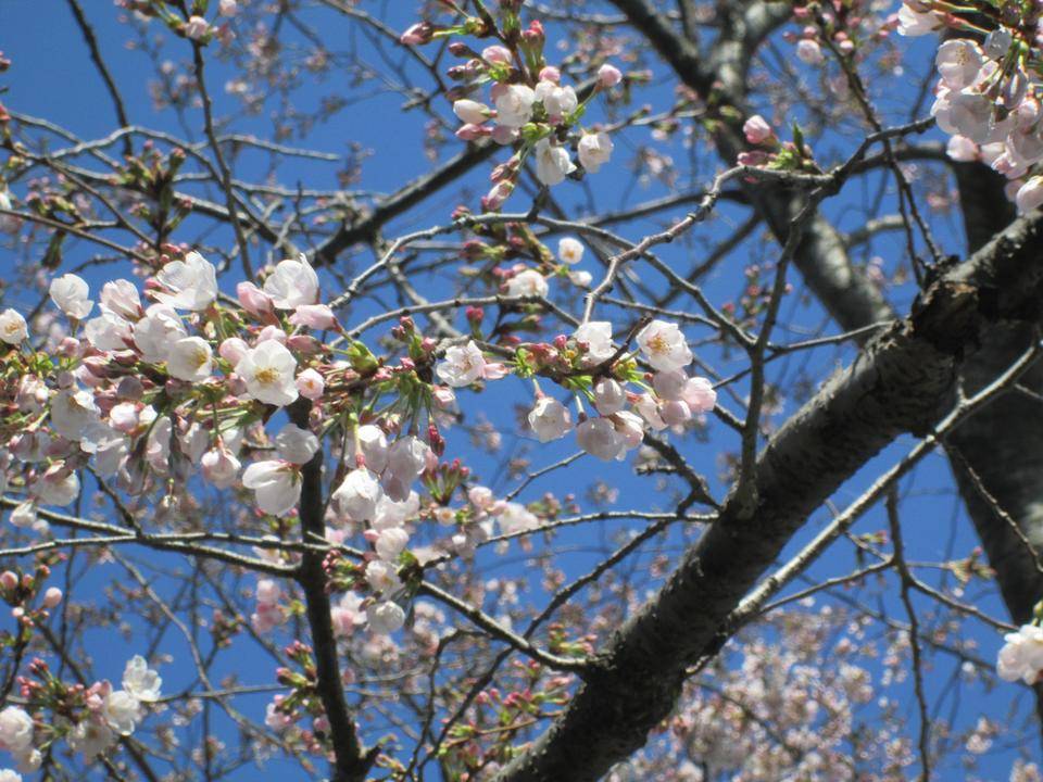 桜開花情報【3月23日号】の写真