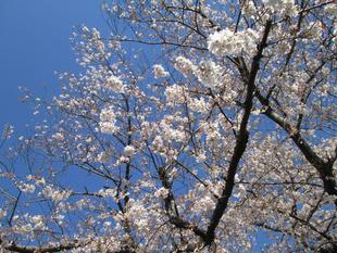 桜開花情報【3月26日号】