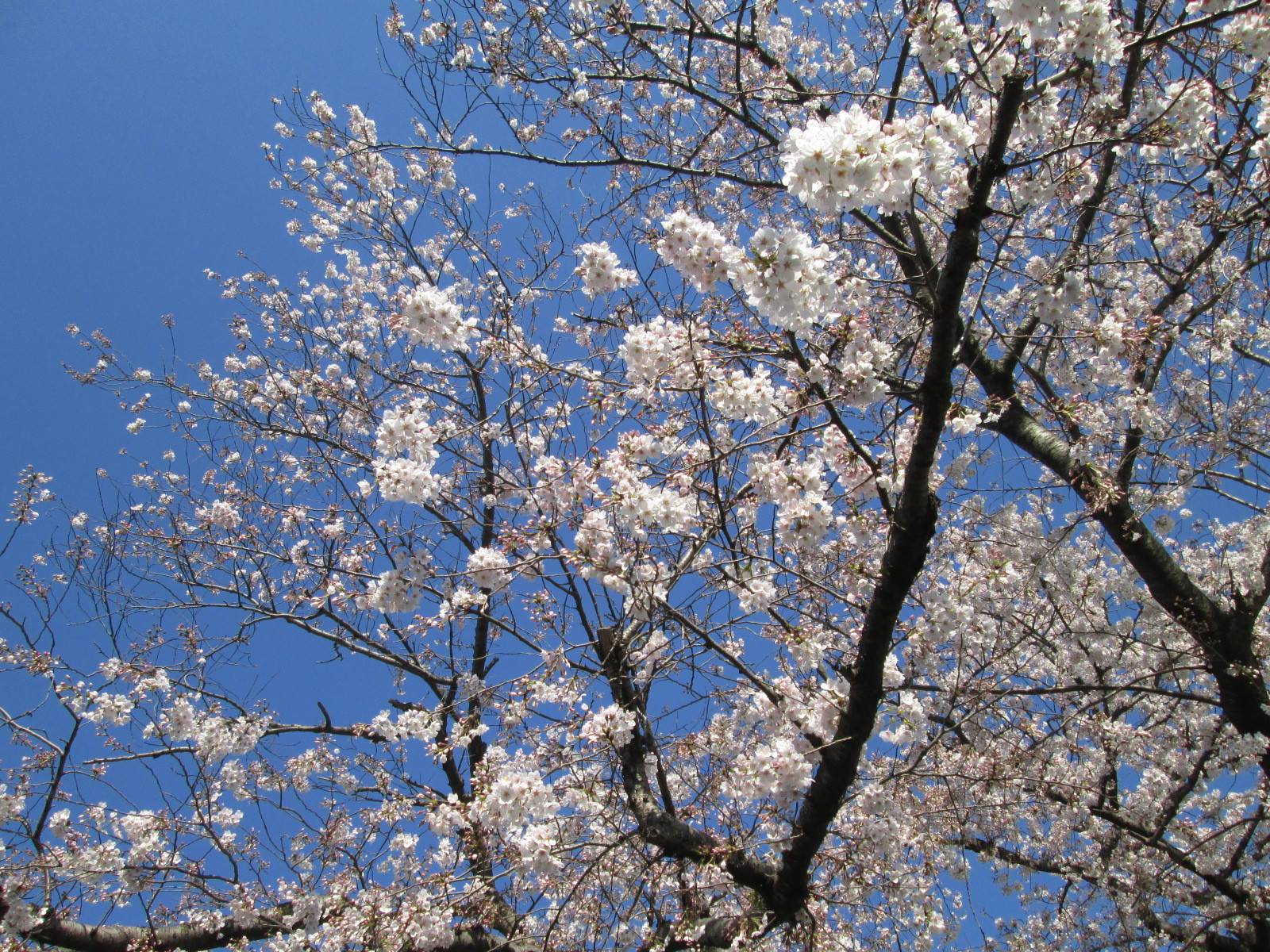 桜開花情報【3月26日号】の写真