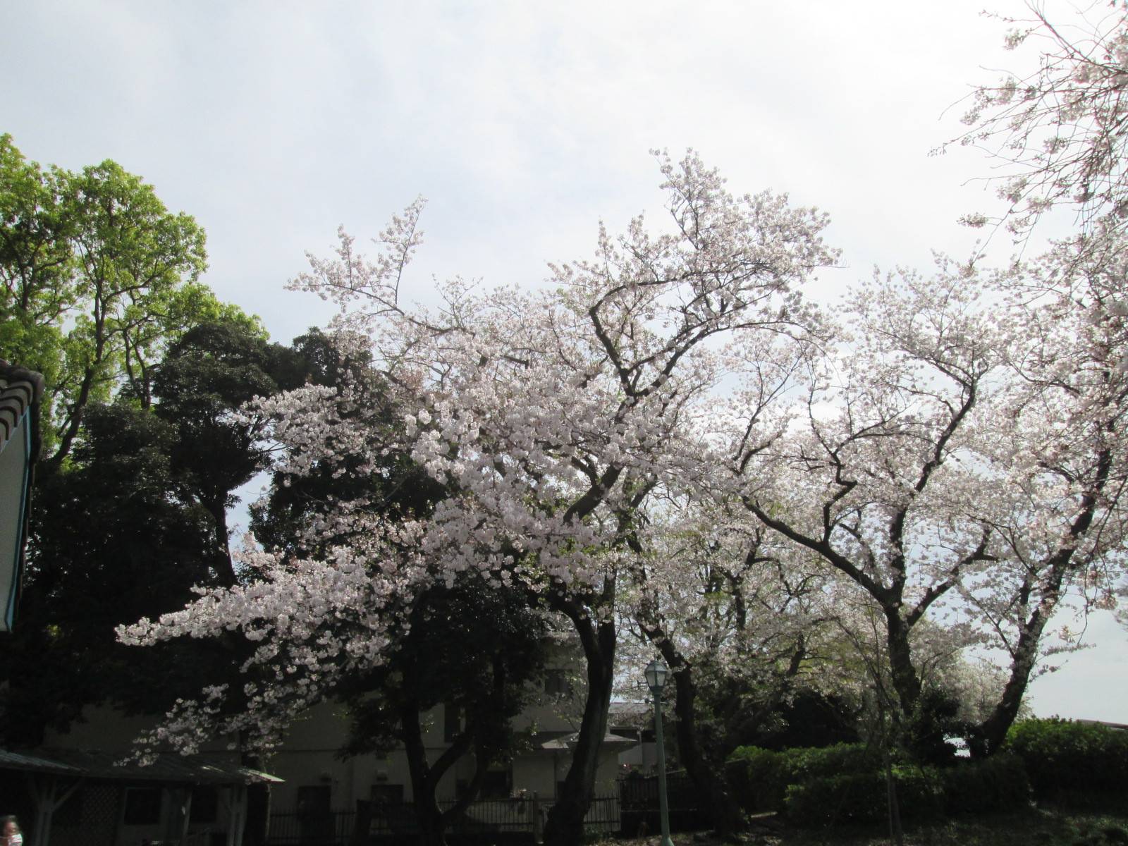 桜開花情報【3月29日号】の写真