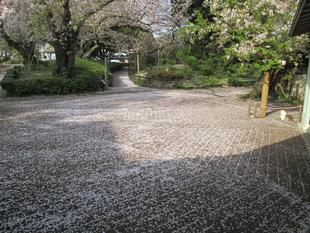 桜開花情報【3月31日号】