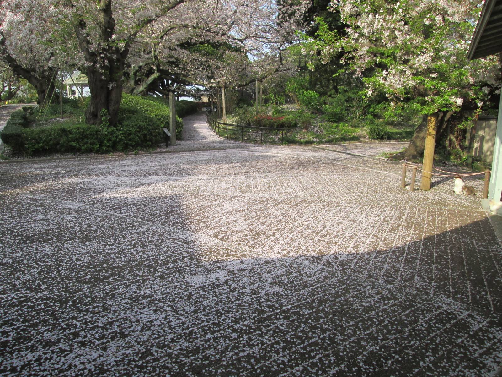 桜開花情報【3月31日号】の写真