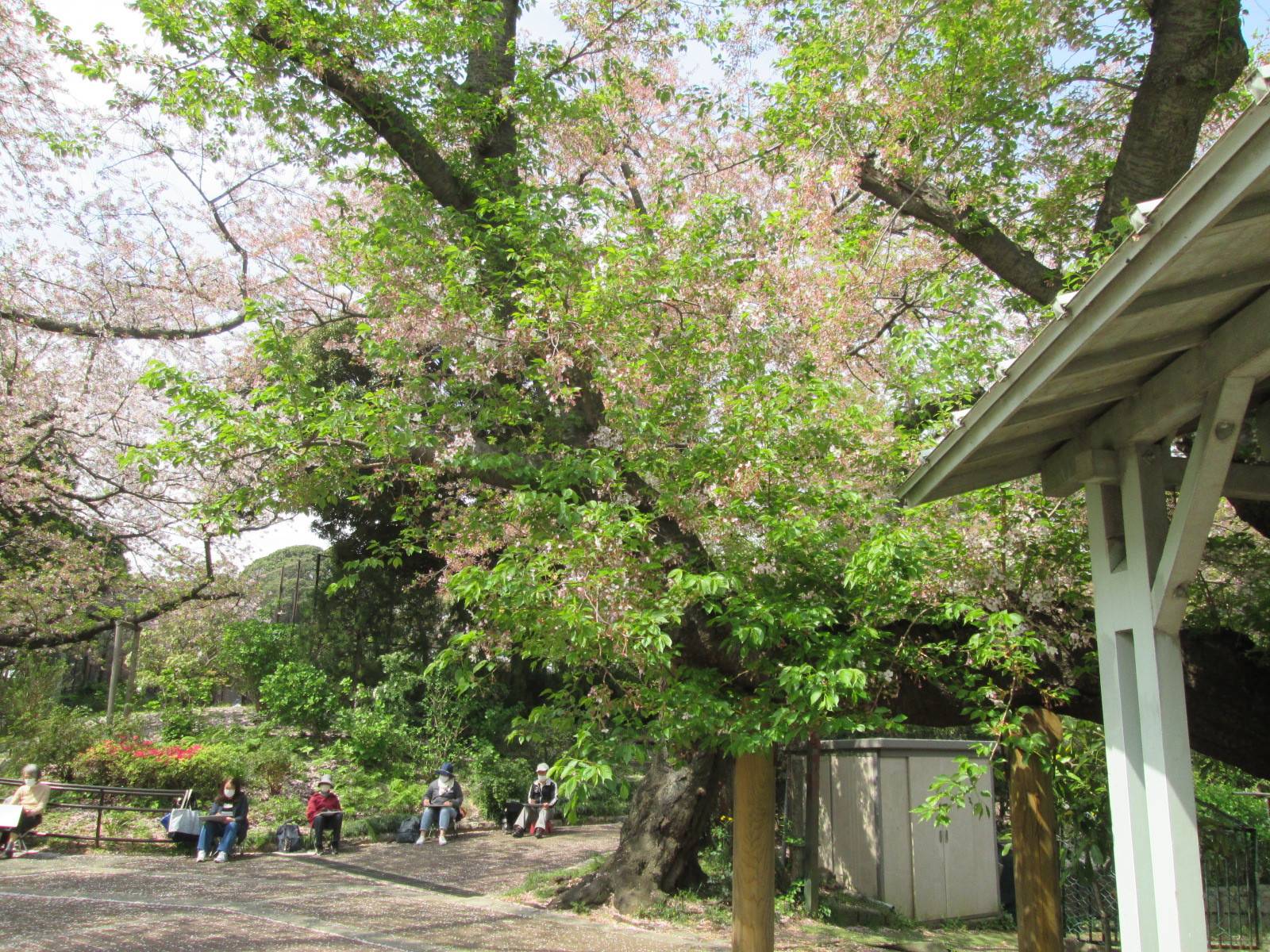 桜開花情報【4月2日号】の写真