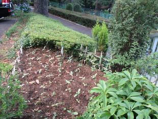 ❁テニス発祥記念館のひまわり❁