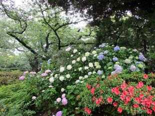 紫陽花が見頃です