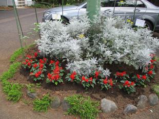 ✺テニス発祥記念館－夏花壇－✺