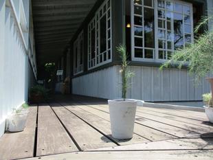 ❖ヒマラヤスギの仲間たち❖