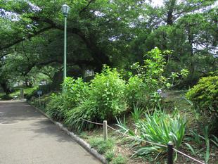 ✄　紫陽花の剪定　✄