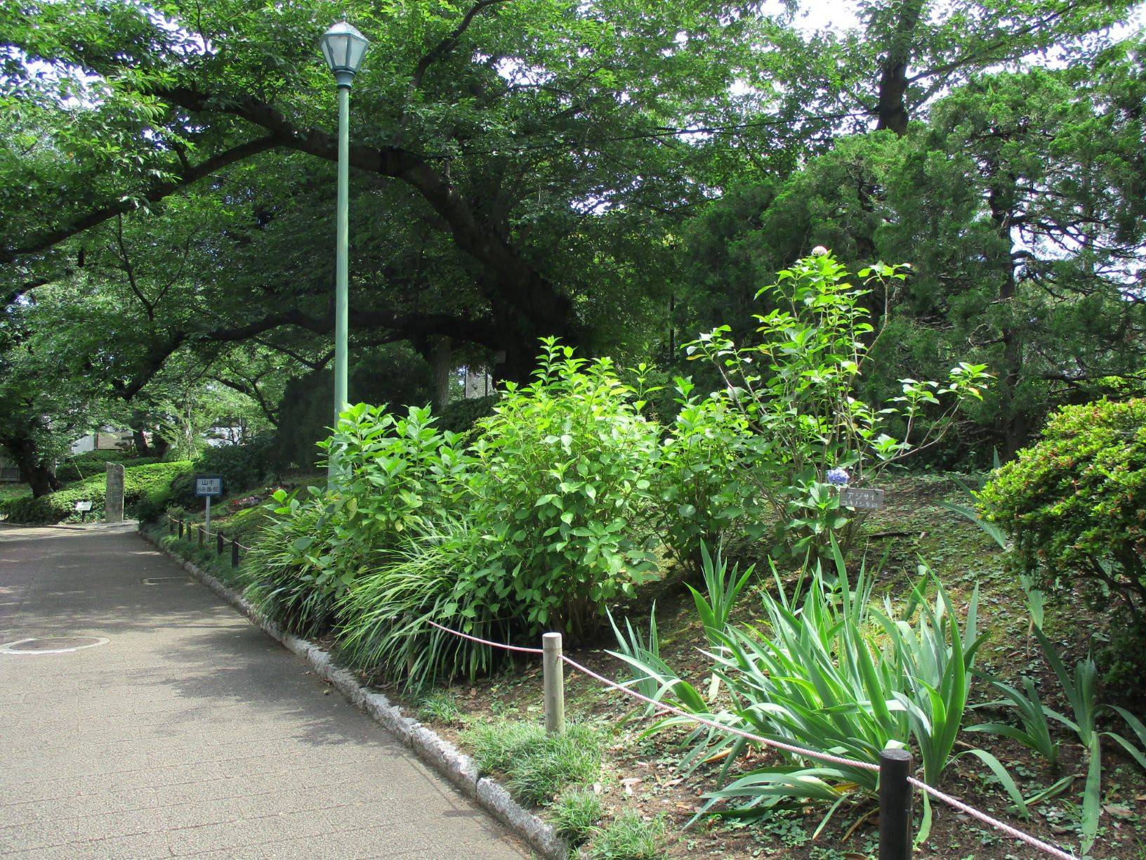 ✄　紫陽花の剪定　✄の写真