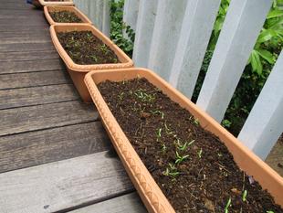 ❊テニス発祥記念館 こすもすの芽生え❊