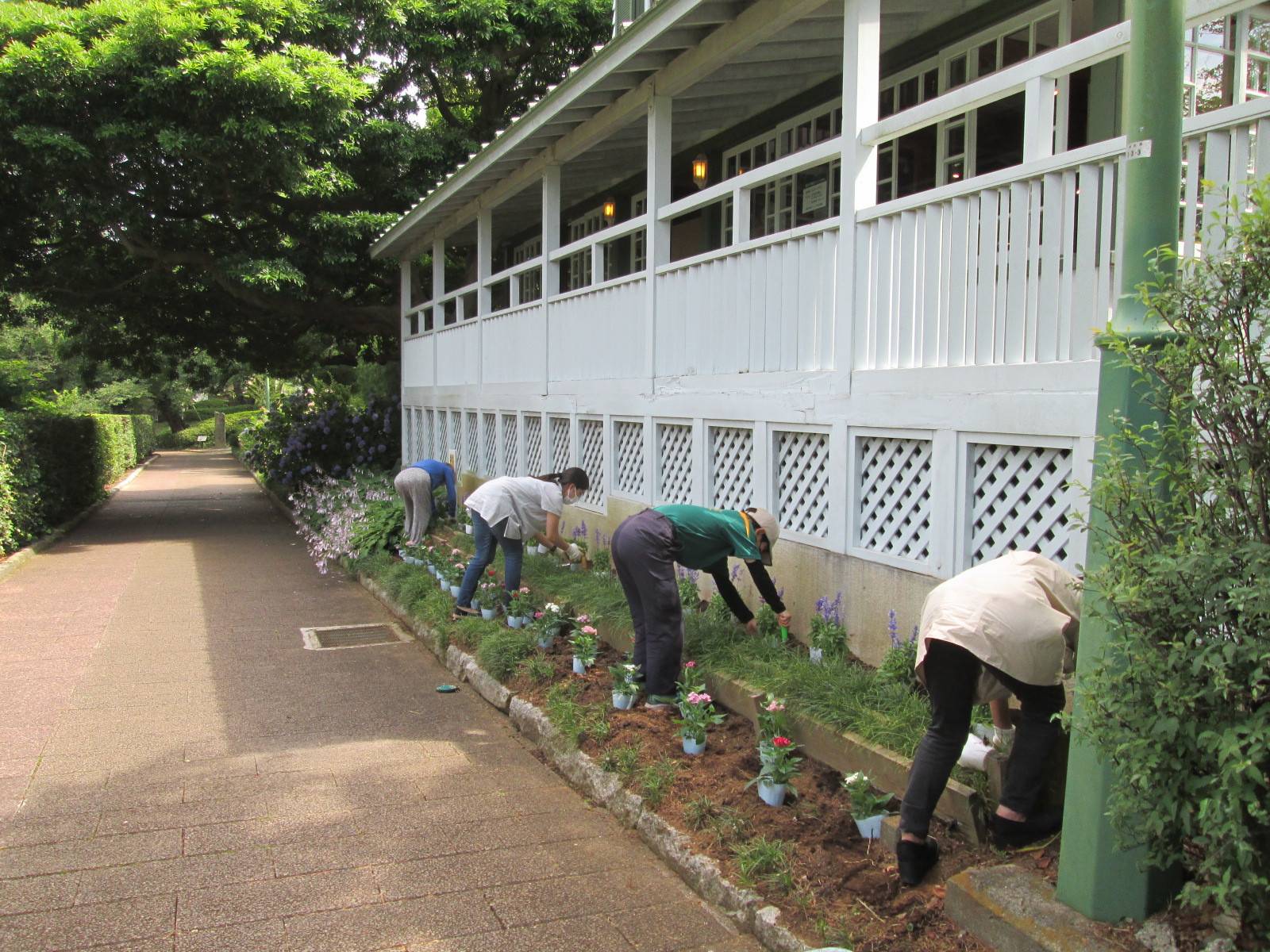夏の花苗植えの写真