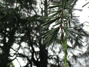 ❖常盤色（ときわいろ）に魅せられて❖