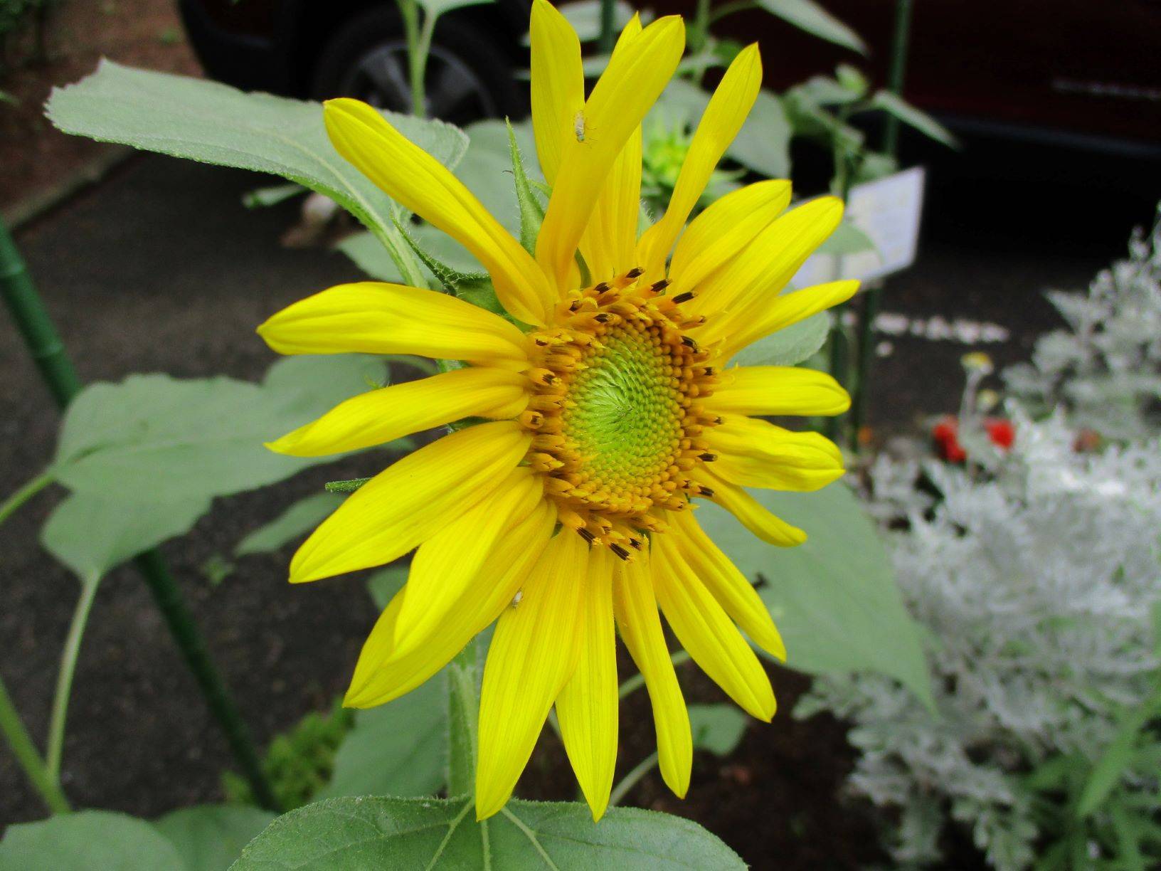 ✹咲いたよ！ひまわり✹の写真