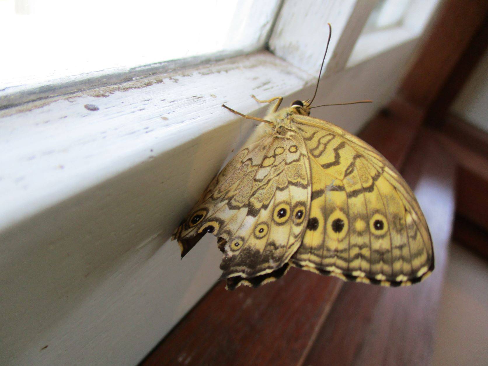 ♢ご来館？♢の写真