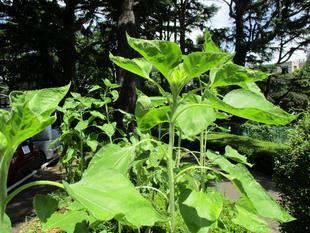 ❂テニス発祥記念館 ＜ひまわり＞ その２❂