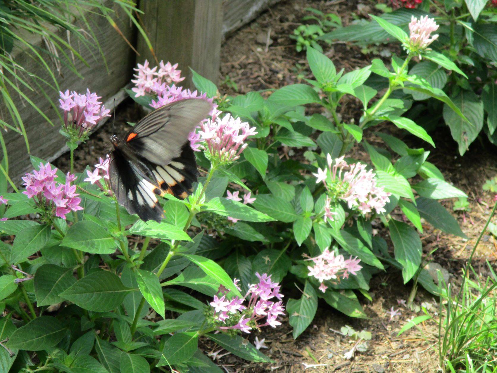 ✺大きな蝶々✺の写真