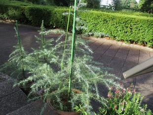 ❐ヒマラヤスギ❑