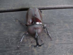 ❚❙訪問者❙❚