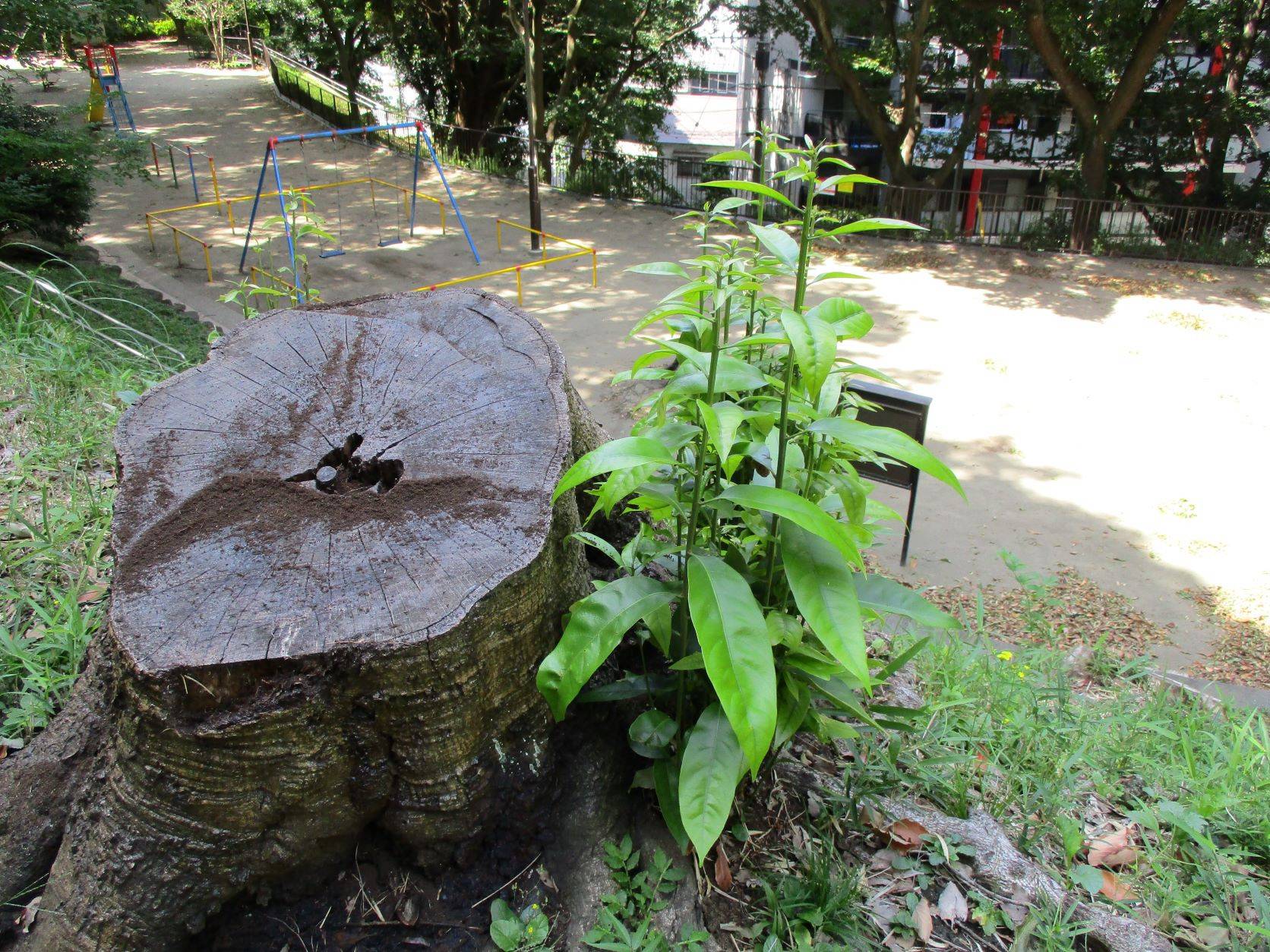 ✦ひこばえ✦の写真