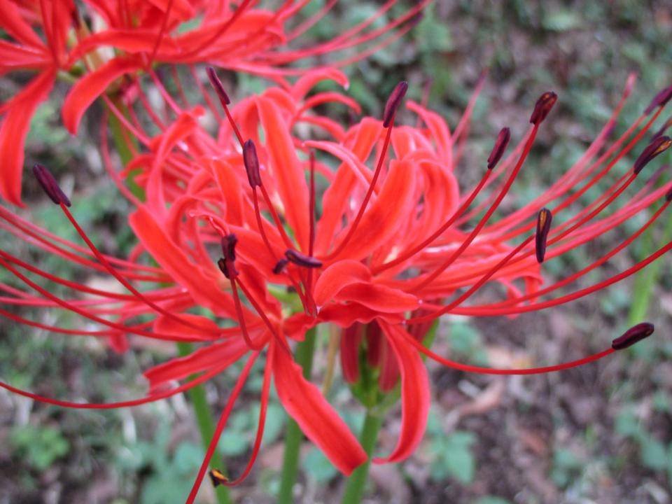 ✢曼珠沙華✢の写真