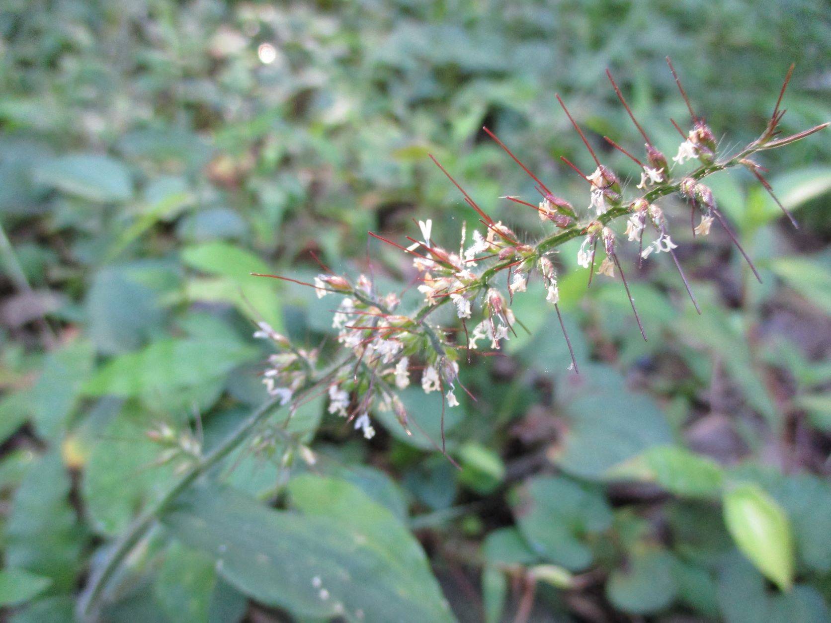 ✣ケチヂミザサ✣の写真