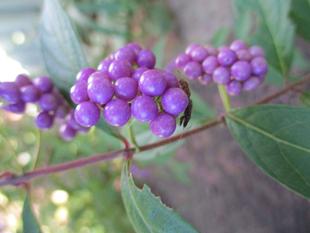 ✣むらさき色の秋✣