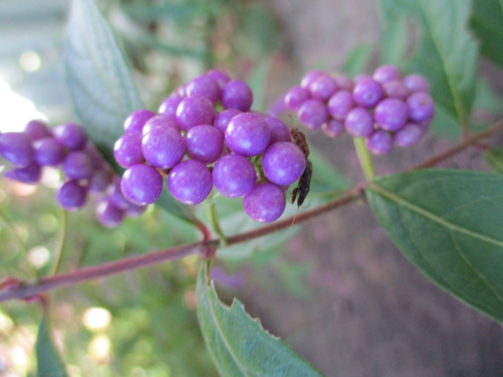 ✣むらさき色の秋✣の写真