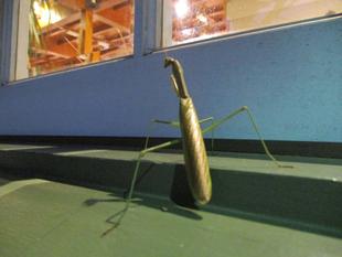 ❖どうぞお入りください❖