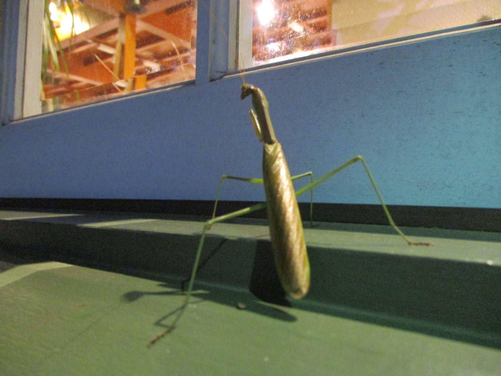 ❖どうぞお入りください❖の写真