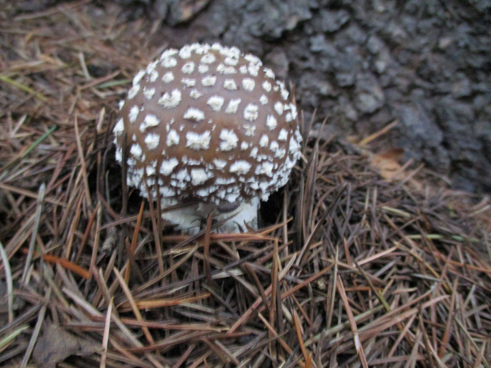 ✓公園のきのこ✓✓の写真