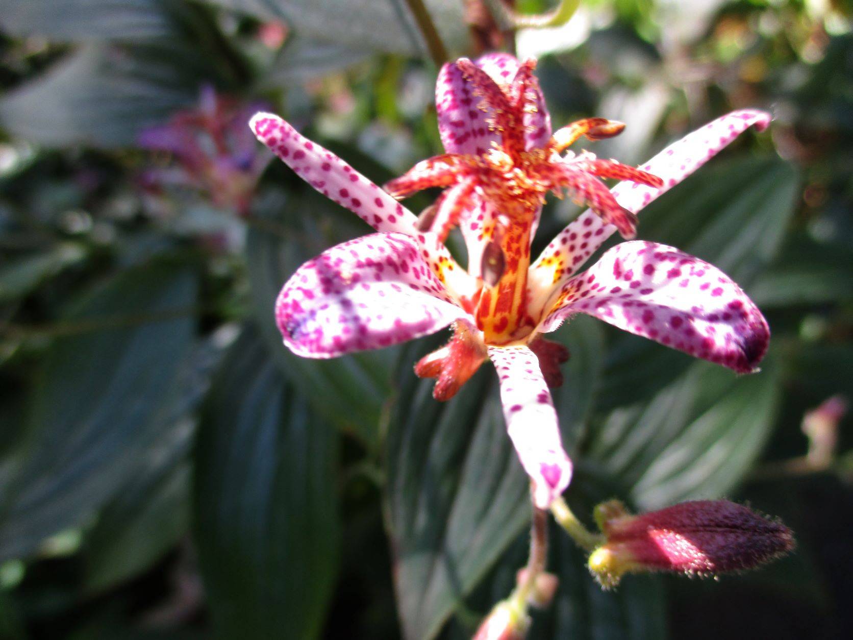 ❖タイワンホトトギスの花❖の写真