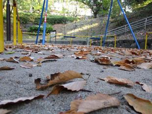 ✦公園に落ち葉の便り✦