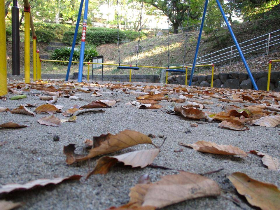✦公園に落ち葉の便り✦の写真
