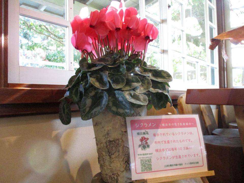 ✢テニス発祥記念館✤ ~窓辺を彩るシクラメン~の写真