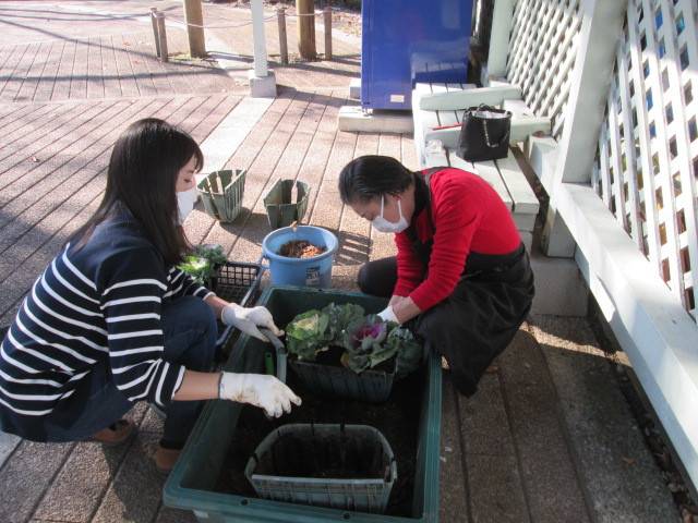 秋冬の花苗植えの写真